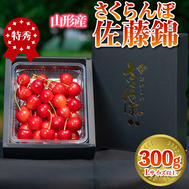 さくらんぼ 「佐藤錦」 300g 特秀品 Lサイズ以上 山形産【令和8年産先行予約】 FS24-668