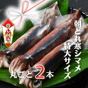 【ふるさと納税】【のし付き スルメイカ丸ごと】朝どれ寒シマメ特大サイズ 丸ごと2杯セット 700g〜800g いか イカ スルメイカ 父の日 母の日 バーベキュー ギフト