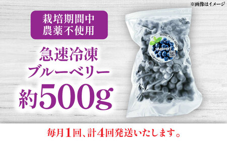 【全4回定期便】青い宝石 国産 急速冷凍ブルーベリー 約500g 果物 くだもの フルーツ ぶるーべりー 熊本県 菊陽町【アグファーム株式会社】[BHCX009]