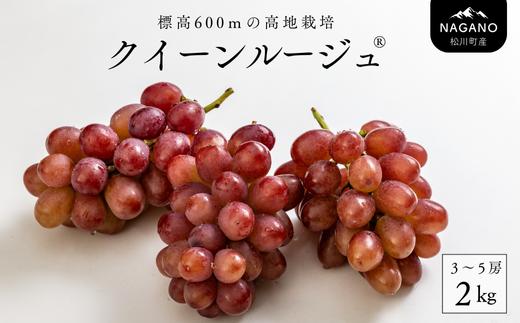 
            TK08-25A ぶどう クイーンルージュ®  約2kg／2025年9月下旬頃～配送予定 // 稀少 新品種 長野県 南信州 高糖度 葡萄 クインルージュ 甘い 種なし 皮ごと
          