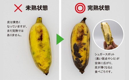 【沖縄本島産】金城敏春農園の「アップルバナナ」 3kg