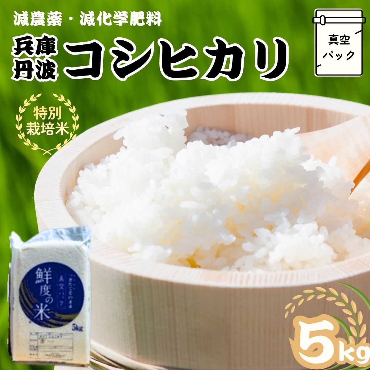 【ふるさと納税】特別栽培米 丹波コシヒカリ 真空パック 5kg 令和7年産 贈答用箱入り 精米 鮮度米 ブランド米 こしひかり お米 白米 ごはん 米 5キロ 一等米 産地直送 お取り寄せ 兵庫県 丹波市