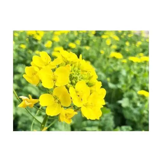 B.Bee.Honey　国産ハチミツ100%（菜の花）100g