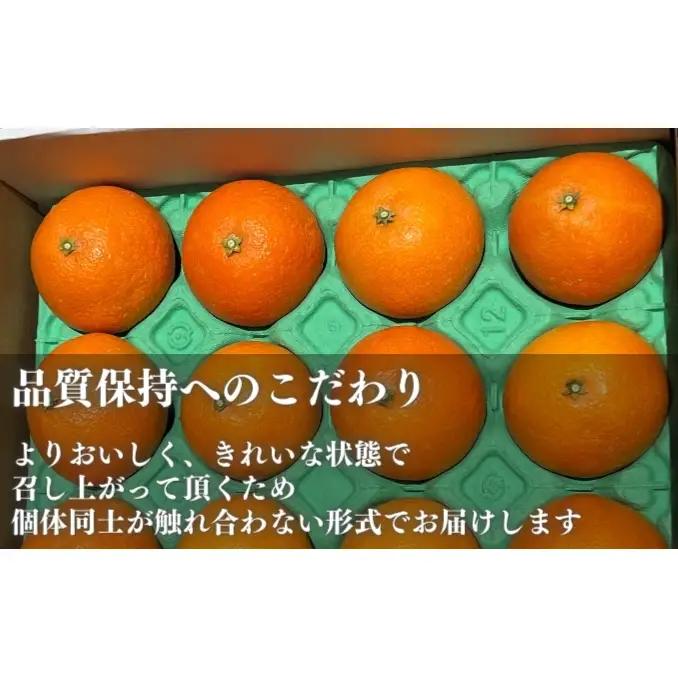 愛果28号 家庭用 紅まどんな同品種 愛媛県産 愛果28号【約1.5kg】【先行予約】