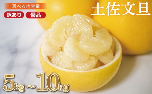 
                  【先行予約】土佐文旦 文旦 選べる 5kg 10kg 
                