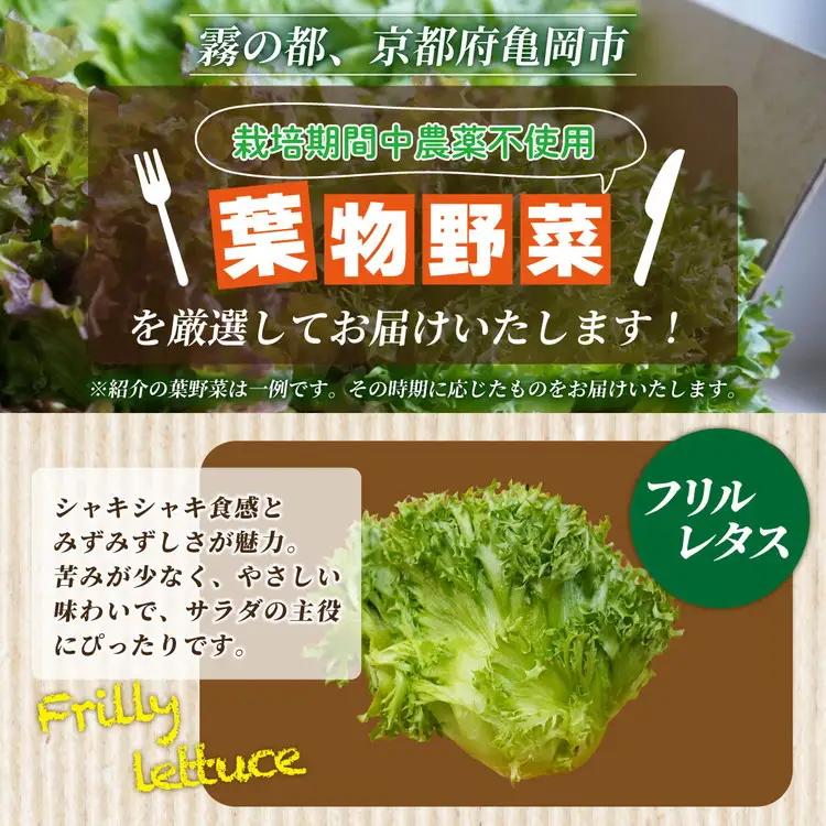 【6回定期便】旬の葉物野菜おまかせセット 小島農園 野菜