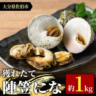 ふるさと納税 佐伯市 ＜お試し用＞陣笠にな (約1kg)