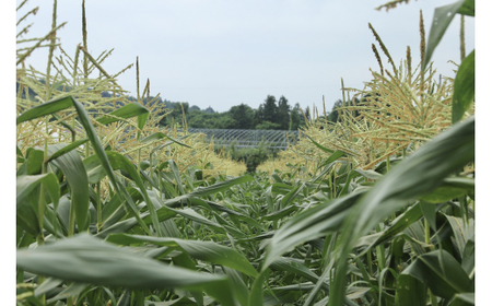 《先行予約》2026年 山形県産 ホワイトコーン ピュアホワイト 3.3kg(9~13本）生で味わう 白とうもろこし トウモロコシ コーン 夏 野菜 やさい ※沖縄・離島への配送不可 ot-cnwwx