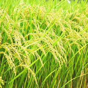 米 令和7年産 早炊 玄米  きぬむすめ 2kg×3袋 岡山県産