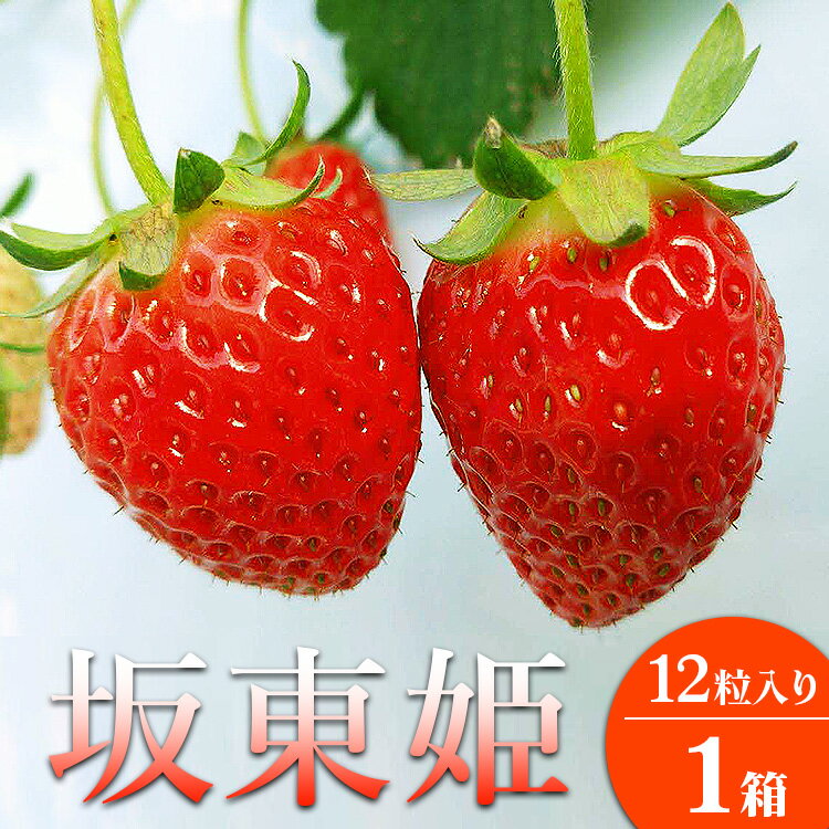 【ふるさと納税】坂東姫 12粒入×1箱 ※2025年12月下旬～2026年2月上旬頃に順次発送予定 ※北海道・沖縄・離島への配送不可｜ いちご 苺 イチゴ 坂東姫 果物 フルーツ 旬 坂東太郎 あまい 甘い 人気 取り寄せ お取り寄せ ギフト 贈答 贈り物 プレゼント 直送 _CB18