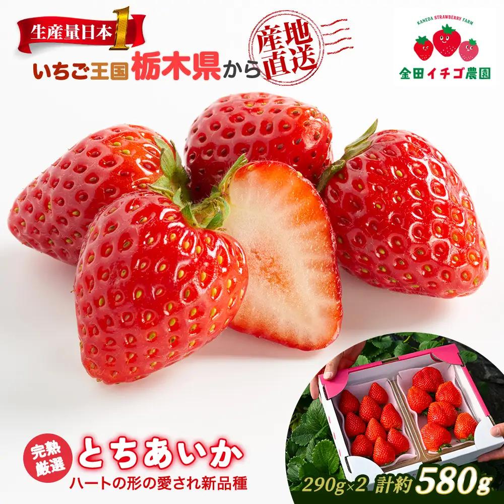 【数量限定】 とちあいか 290g×2パック | いちご 栃木 甘い 糖度 旬 新鮮 フルーツ 果物 アレンジ スイーツ いちごジャム フルーツサンド ※2026年12月～発送
