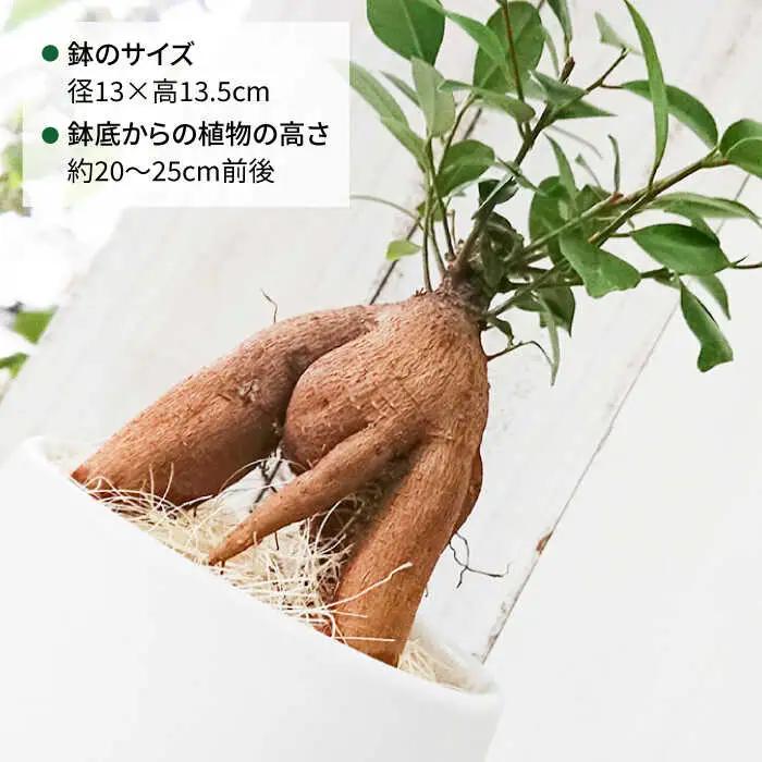 【お中元対象】幸せを呼ぶ木『 ガジュマル 』  糸島市  / cocoha [AWB022] 観葉植物 インテリア グリーン 室内