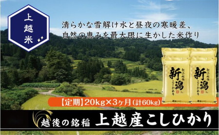令和7年産 新潟県上越産こしひかり 精米 20kg 3か月定期便 上越市 米 コメ コシヒカリ
