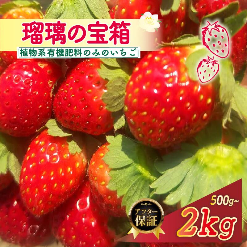 【ふるさと納税】 先行受付 JAS認定 瑠璃の宝箱 植物系有機肥料使用 選べる 内容量 500g 1000g 2000g 《2026年3月～5月発送》 有機 有機肥料 JAS いちご 苺 オーガニック ストロベリー フルーツ ケーキ デザート 果物 国産 ブランド 京都 八幡市 京都府 八幡 かみむら農園