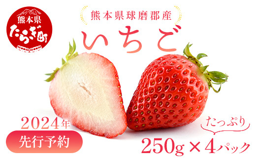 
【2024年1月下旬発送開始】球磨産 イチゴ 250g×4パック 先行予約 苺 いちご 【 イチゴ 苺 フルーツ 果物 春 名産 熊本 多良木町 ビタミン 旬 先行予約 ゆうべに 恋みのり 時期 くだもの 】004-0038
