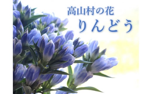 高山村の花　りんどう　60サイズ　20本