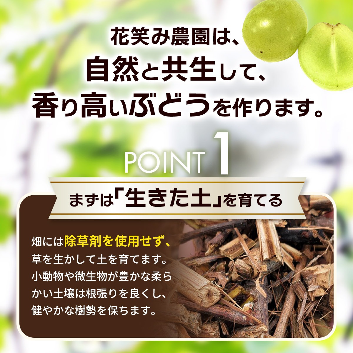 【2026年の先行予約】 岡山　花笑み農園の『ニューピオーネ』500g以上(中1房)　P-中1 / 岡山 真庭 ピオーネ 真庭市 葡萄 果物 フルーツ 濃厚ピオーネ 2026年9月上旬～ 受付順に発送