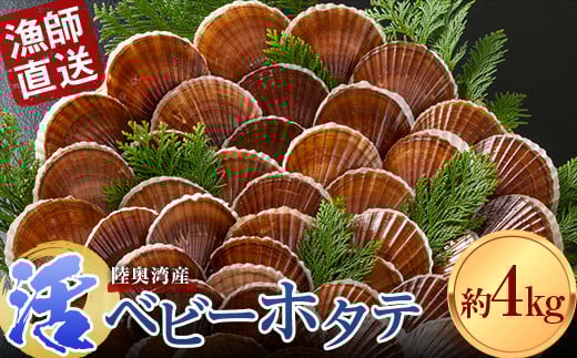 
            《期間限定》 漁師直送 活ベビーホタテ (半成貝) 約4kg 【白砂活貝組 琉宝丸】 ホタテ ほたて 帆立 活ホタテ 生ほたて 生ホタテ 刺身 ベビーホタテ 海鮮 新鮮 貝 貝柱 殻付き 魚介 青森 青森県 東北 むつ湾 陸奥湾 BBQ バーベキュー キャンプ F21J-188
          