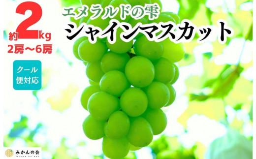 
                  シャインマスカット 有田巨峰村 2kg ( 2房 ～ 6房 ) 和歌山県産  【みかんの会】
                