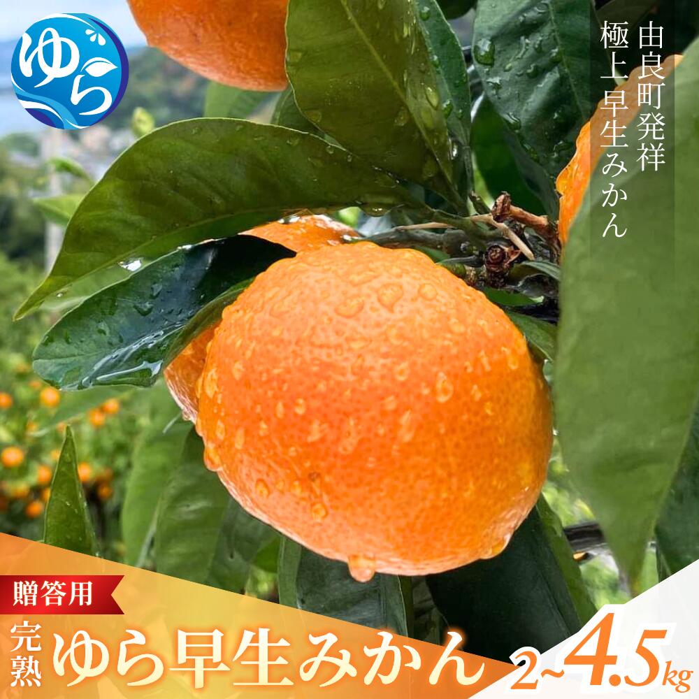 【ふるさと納税】 みかん ゆら早生 完熟 / 贈答用 早生 極早生 温州みかん 柑橘 和歌山 由良町 甘い 密柑 数見農園 2kg 3kg 4.5kg ※先行予約 2025年11月上旬発送