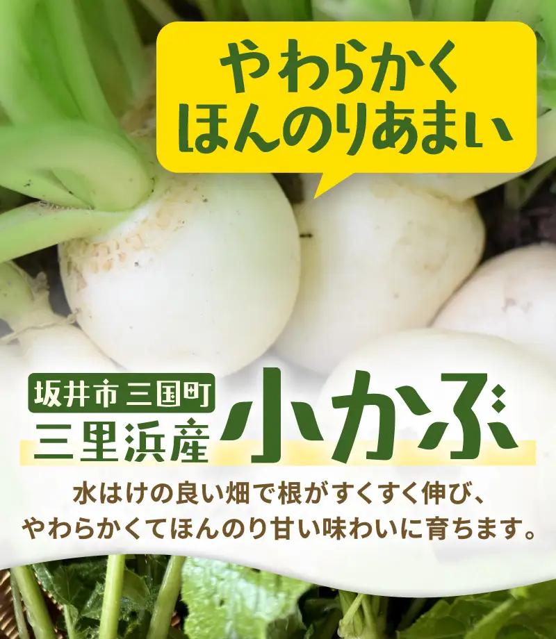 先行予約 村上農園産 小かぶ5パック入り (2玉×5袋) 計10個 2026年10月中旬以降順次発送予定 野菜 かぶ 新鮮 [A-16517]