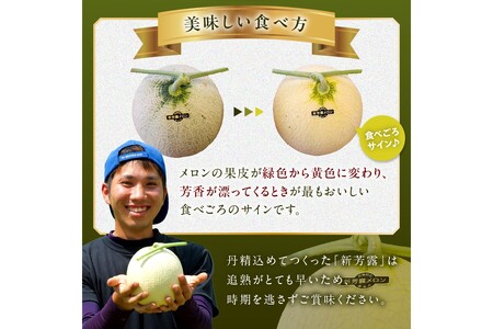 メロン／果物【先行予約／数量限定200】幻のメロン 新芳露 2玉（2024年7月中旬～発送）　「幻のメロン」と言われる希少メロン