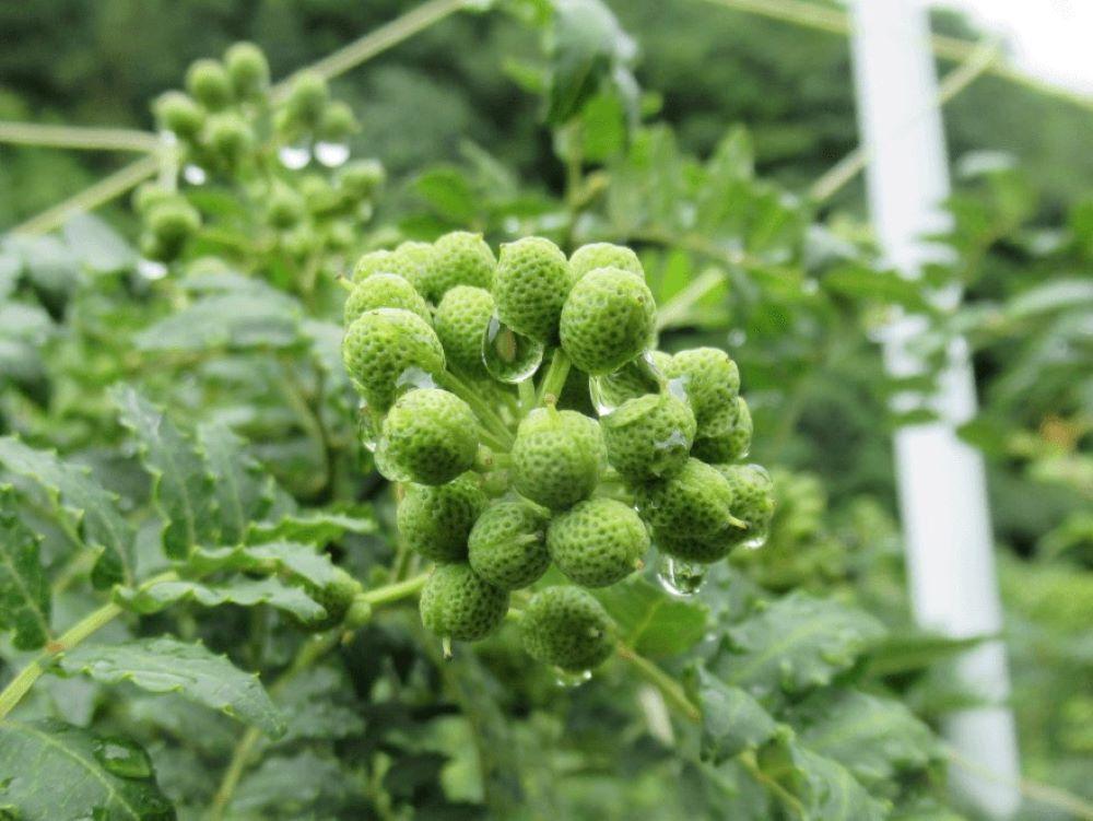 粉山椒・ゆず一味・七味缶の詰合せ