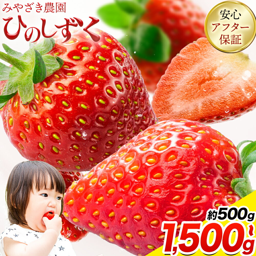 【ふるさと納税】いちご 苺 ひのしずく 約500g 〜 約1,500g みやざき農園（約250g×2〜6パック） 定期便 熊本 いちご 苺 イチゴ 熊本県 氷川町 いちご《3月上旬-4月末頃出荷》熊本県 氷川町 果物 フルーツ 先行 予約 アフター保証 ふるさと納税 いちご おすすめ
