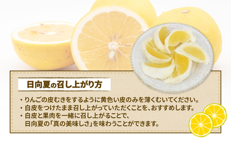 訳あり 日向夏 みかん 5kg マル南フルーツ 先行予約 不揃い サイズ混合 わけあり 果物 くだもの フルーツ 柑橘 みかん 愛媛みかん 愛媛県産 愛媛ミカン 愛媛蜜柑 訳アリ 訳あり品 訳有り 蜜