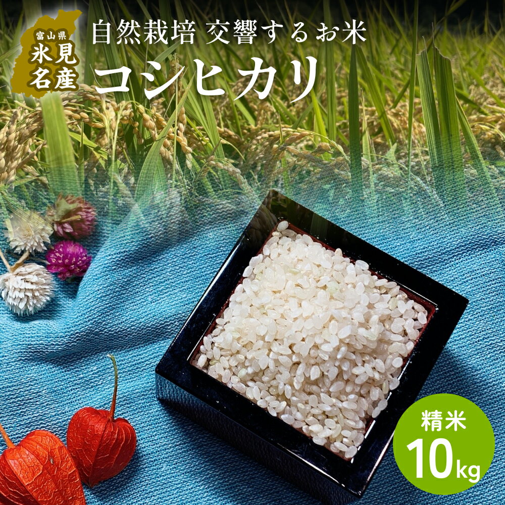 【ふるさと納税】【交響するお米】［精米］自然栽培 コシヒカリ 10kg（富山県 氷見市 / 令和7年産） | 移住農家が里山から直送 米 白米 こしひかり