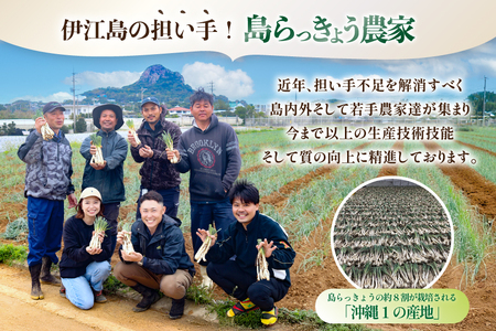 【期間限定発送】 島らっきょう 生 約 4kg