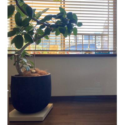 ふるさと納税 茨木市 キャスター付き鉢受け台　ホワイト |  | 01