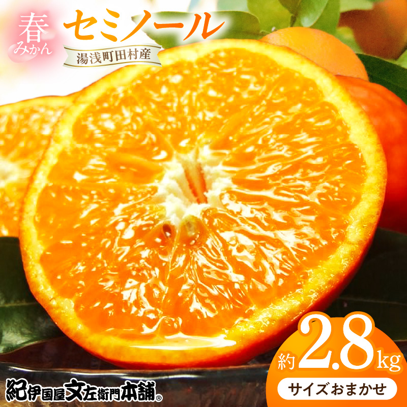 V7032_セミノールオレンジ 約2.8kg 湯浅町田村産 春みかん （果実サイズおまかせ）/ 紀伊国屋文左衛門本舗