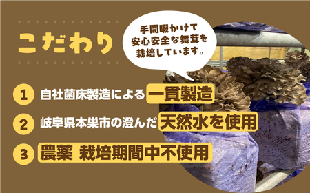 【お試し】乾燥 舞茸 約 20g お試し サイズ 薄墨舞茸 混合 不揃い おまかせ 簡易梱包 訳あり 訳アリ BBQ 野菜 栽培期間中 農薬不使用 岐阜県産 本巣市 国産 きのこ キノコ まいたけ マ