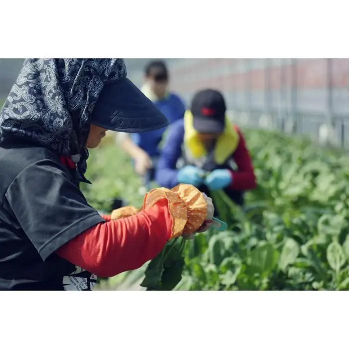 【生姜】 土佐野菜セット 無農薬生姜100g付き 6回定期便