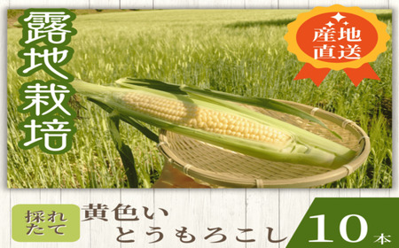 【2025年発送】もぎたて果実～黄色いとうもろこし～【BP-002】