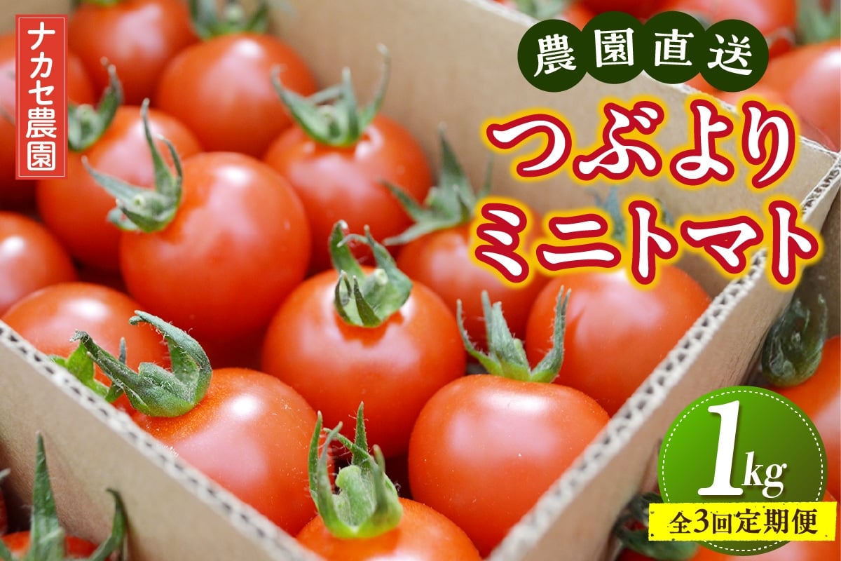
                  【全3回定期便】農園直送 つぶより ミニトマト 1kg×3回│トマト プチトマト 甘い 野菜 産地直送 定期便 愛知県 東浦町
                
