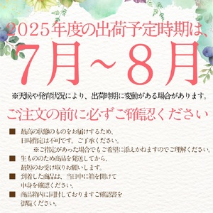 2025年 予約受付中【2回定期便】 シャインマスカット 晴王 2房約1.15kg 7月～8月出荷/ 岡山県産 種無し 皮ごと食べる みずみずしい フレッシュ 晴れの国 おかやま 果物大国 彩美菜果