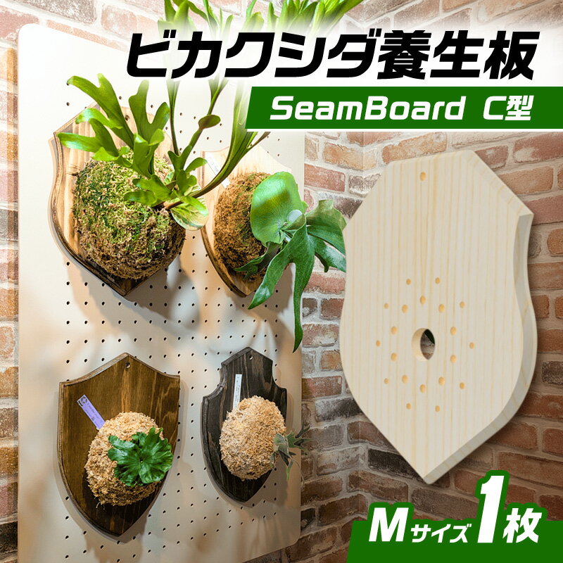【ふるさと納税】ビカクシダ板 SeamBoard C型 Mサイズ ビカクシダ コウモリラン 板付け 壁掛け 観葉植物 植物 おしゃれ インテリア 室内 無塗装 ギフト プレゼント 育てやすい 株式会社アサヒ 送料無料 愛知県 あま市