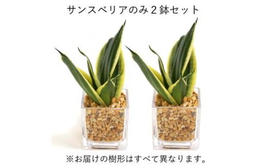 【観葉植物】土を使わないで清潔なミニ観葉植物 ゼオライト植え・ガラス鉢 キューブ形 2鉢セット（サンスベリア）【AG050VC03】