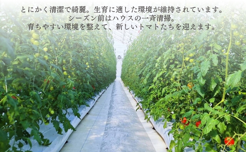 訳あり ミニトマト 「 QUONトマト 」 サイズ混合 1kg 化粧箱入