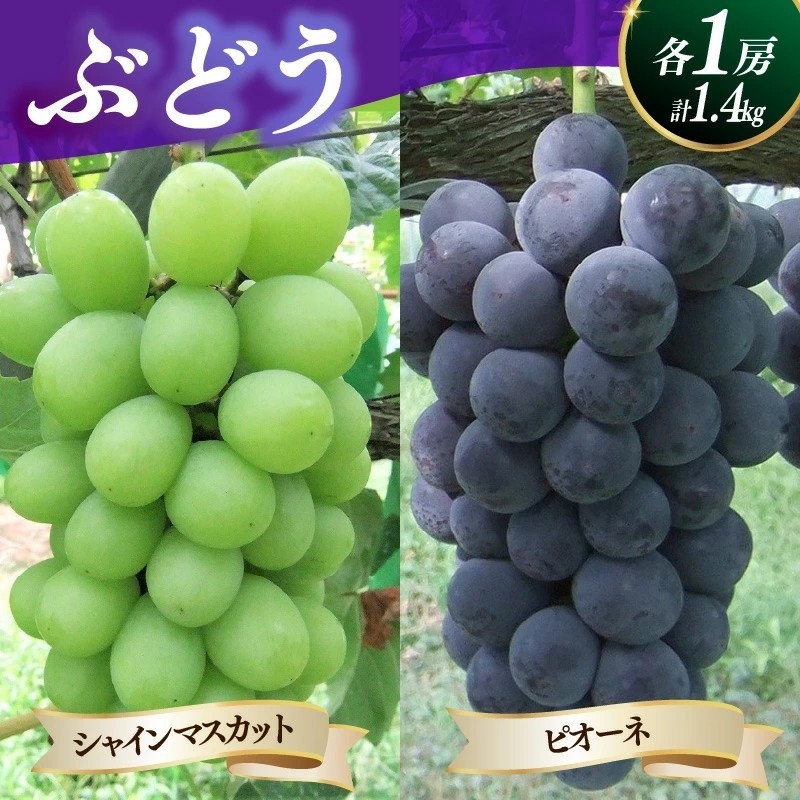 
                  シャインマスカットとピオーネの詰合せ１.４ｋｇ以上　0030-2626
                