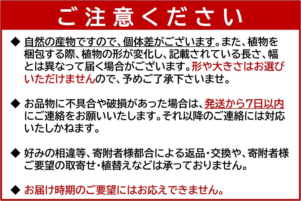 066-15 【4月以降(九州地方から)発送】観葉植物 ベンガレンシス7号サイズ1鉢
