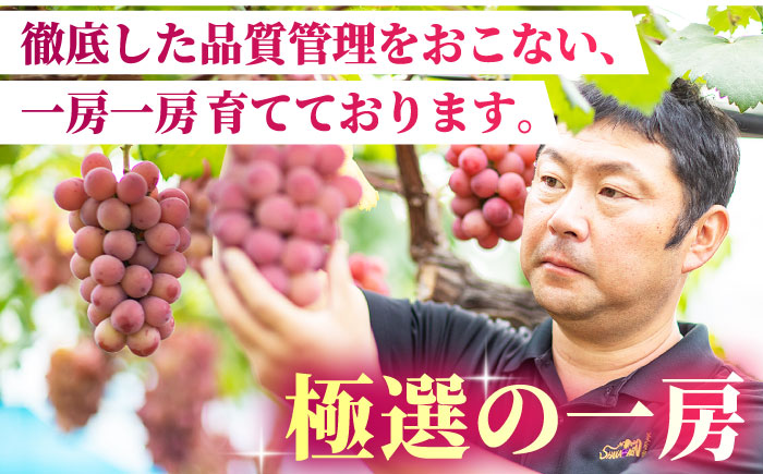 【先行予約】【数量限定】食べ比べセット 800g（シャインマスカット & クイーンニーナ 各一房）【合同会社 社方園】 [ZBZ018]