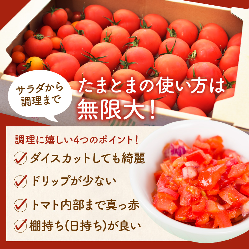 【限定出荷】"たまとま"＋カラーミニトマト(約4kg)[定期便2回]《 野菜 トマト ミニトマト カラートマト 定期 定期便 2回 送料無料 おすすめ 美味しい セット とまと ふるさと納税 》【24