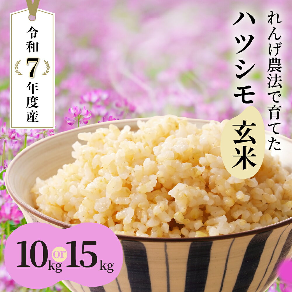 【ふるさと納税】玄米 令和7年産 新米 ≪選べる容量≫ 10～15kg 玄米 単一原料米 れんげ ハツシモ 岐阜美濃の誇り れんげ育ちのハツシモ れんげハツシモ 美濃 東濃 初霜 はつしも 美味しい 産地直送 産直 大粒 米 ごはん ご飯 kome 精米 お米 送料無料 大黒屋 岐阜県 大垣市