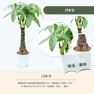 2026年3月上旬～発送【観葉植物】パキラ80cm～100cm(鎌ヶ迫園芸場/IB086-004) 南国鹿児島県で育った 観葉植物！植物 鉢付 インテリア 室内 オフィス おしゃれ プレゼント ギフト