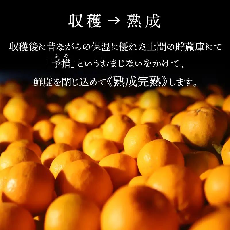S117-001A_熟成完熟！天草ぽんかん　特選　約3kg（18玉）1月発送〈先行受付〉