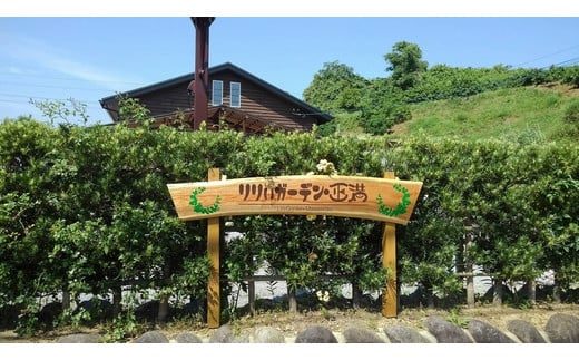 生産者直送】高レビュー5.0 幸せと笑顔を届けるオリエンタルリリィ ユリ 百合 花 切り花 フラワー 艶やか 美しい 華やか 可憐 鮮やか 長持ち 強い 有機肥料 自然 人気 ラッピング プレゼント 