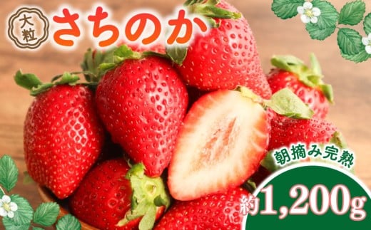 【 先行予約 】 さちのか 約1200g 3箱 大粒 9~18個 新鮮 産地直送 朝摘み 厳選 アフター 保証 付き 2月 発送 開始 苺 イチゴ ストロベリー strawberry フルーツ 果物 旬 数量限定 期間限定 ichigo itigo 千葉県 旭市 向後いちご園 kie003